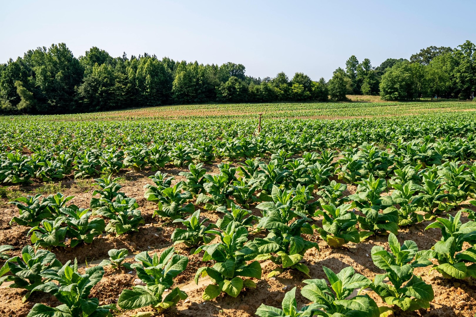 Improving Crop Nutrition Practices