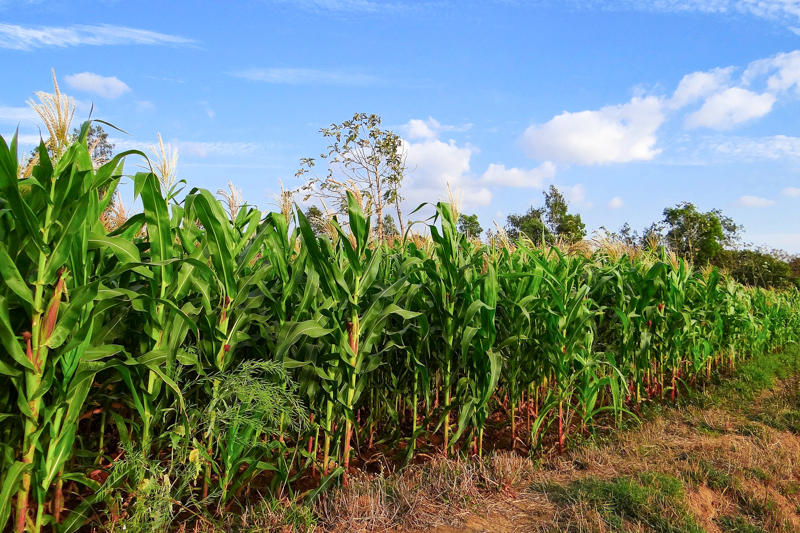 Maize farming in Rwanda