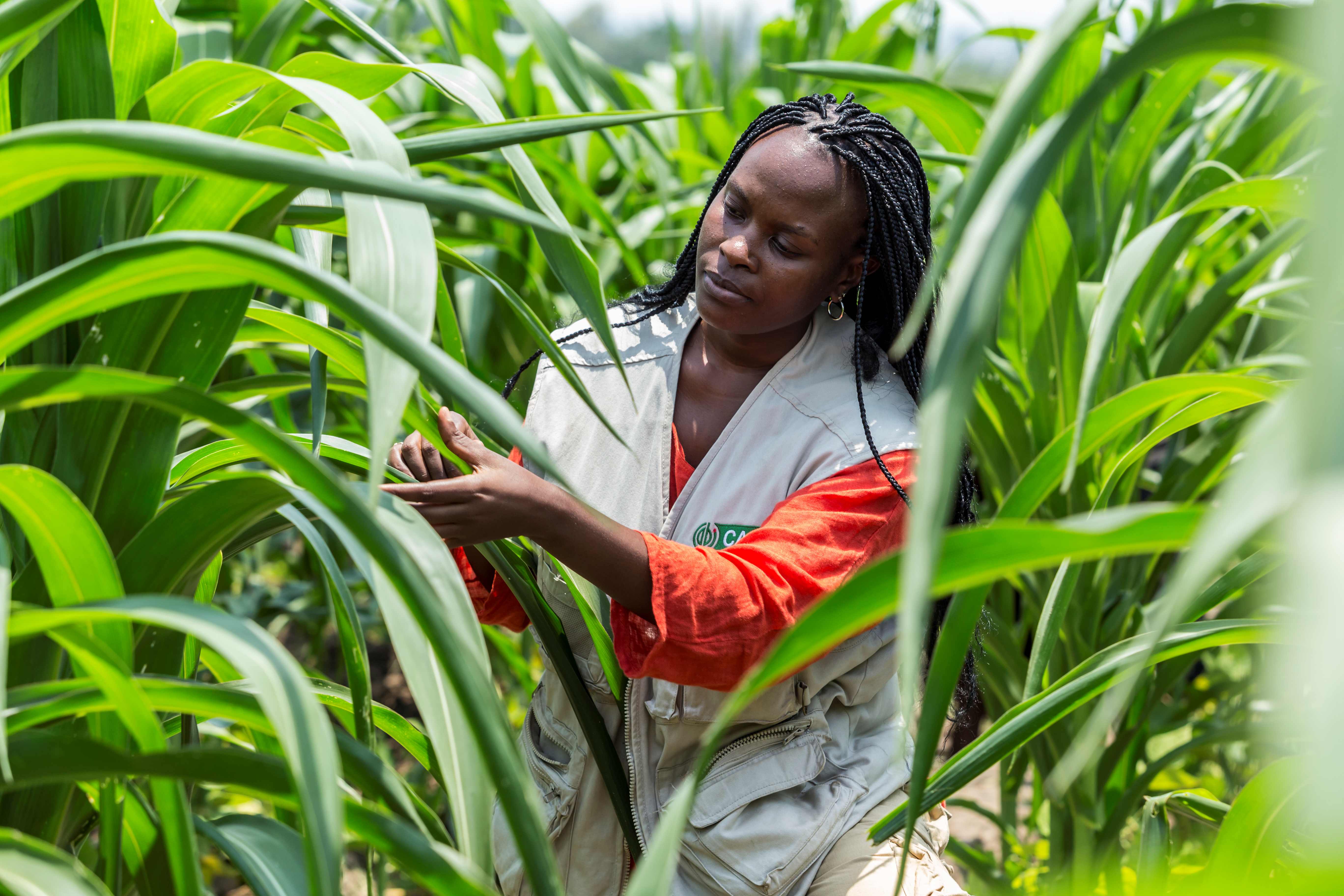 Person inspecting plants