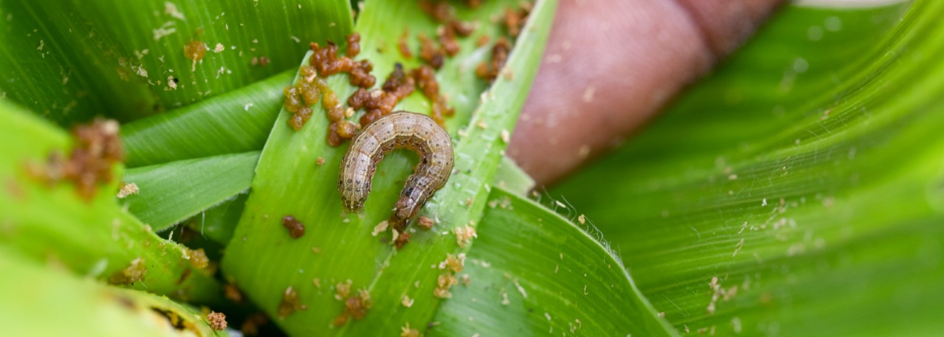 Plant Health and Pest Management