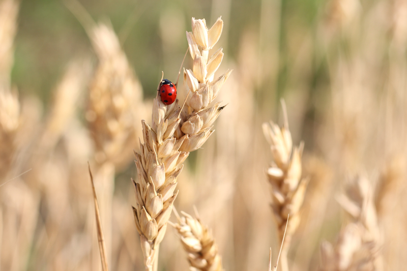 Ladybug on ear of wheat